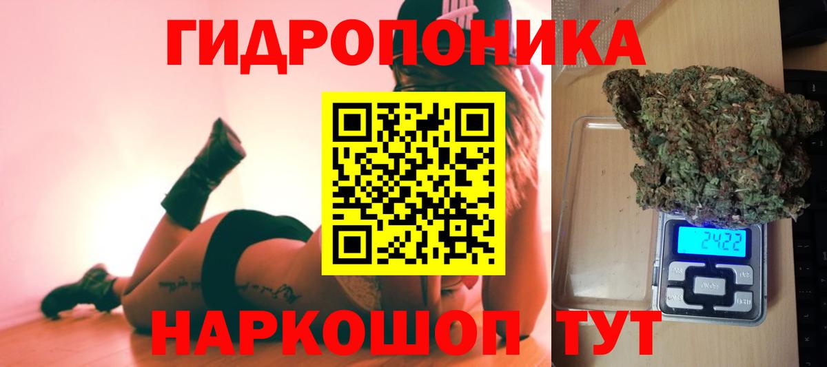 Каннабис сатива Вольск